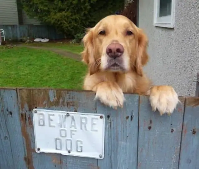 Golden retriever resting its paws on a weathered blue fence with a Beware of Dog sign